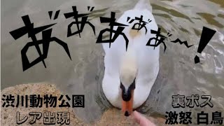 【レア出現】渋川動物公園(裏ボス) 激怒する白鳥を発見した♪