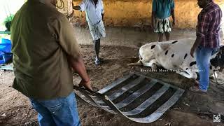 Cow Catchers | Cow Lifter | Pelvic Lifter | Hind Lifter | For Lifting a Downer Cow | Extended Videos