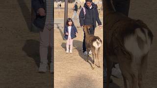 心温まる瞬間：奈良のフレンドリーな鹿と絆を深める子供たち | Nara deer | Nara Park