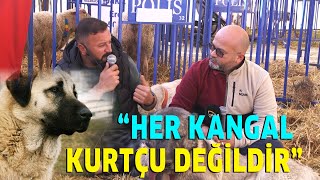 Her Kangal Kurtçu Değildir! / 