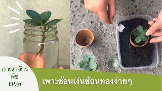 อาณาจักรพืช | EP.91 ปักชำช้อนเงินช้อนทองลงดิน (ต่อจากการปักชำน้ำ)