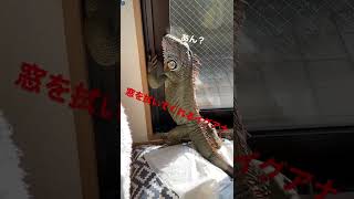 【イグアナ】窓を拭いてくれるイグアナ #iguana #イグアナ