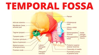 Temporal Fossa