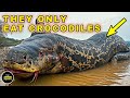 The 10 Most Dangerous And Deadly Creatures in the Amazon! They All Try To Hunt And Eat Each Other