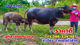 28 พ.ย.2565 เปิดราคาควาย แม่ลูก ลูกสาวหยกมงคล อ.เมือง จ.หนองบัวลำภู โทร.088-5341981