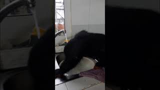 Chimps Samantha's playful behavior#shorts#beta #chimpanzee#playful