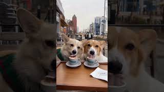 Coffee with Corgi: a nice morning in a cafe #shorts #shortvideo #corgi #coffee #cute