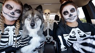 T-Rex Surprises Skeleton Girls & Puppy With Car Ride Chase!
