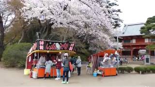 千葉県野田市🌸桜見て歩き【清水公園】★桜と花見風景（Ｈ31.4.7）🌸満開