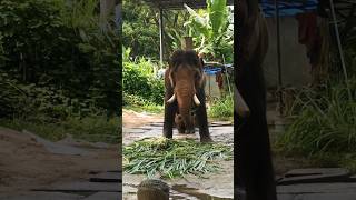 ആന കളിക്കുന്നത് കണ്ടാൽ നിങ്ങൾ ഞെട്ടും 🐘😂#trending #trendingshorts #viral #kerala #elephant #youtube