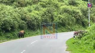 Watch | Takin spotted at Lhou village in Tawang district of Arunachal Pradesh