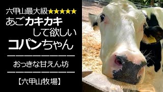 あごカキカキして欲しい牛【六甲山牧場】#shorts