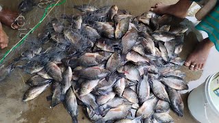 ஒரே நேரத்தில் எங்கள் வலையில் மாட்டிய மீன்கள்....# fishing 🎣