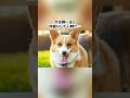 犬の雑学…😢今日も知って損しない犬の可愛すぎる秘密を暴露🤫 shorts