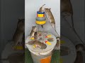 best mouse trap from plastic bucket / How to make a safe mouse trap from a plastic bucket