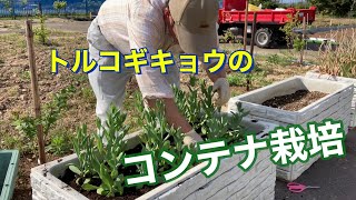 トルコギキョウのコンテナ栽培