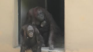 Come out hand in hand! by Chappy and Api  お手々つないで登場！チャッピーとアピ　Orangutan   Tama Zoological Park