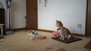 留守中の柴犬が健気すぎた