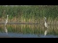 grey herons pilkieji garniai