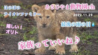 ライオンの赤ちゃん「家族っていいね」ライオン家族物語（2022.11.29）あさひやま動物園チャンネル《非公式》Baby lion: \