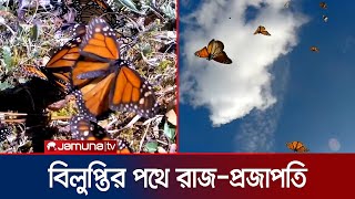 কমে যাচ্ছে ‘মোনার্ক’ প্রজাপতির সংখ্যা; মরছে হাজারে হাজারে! | Butterfly