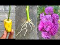 Planting rose branches with bananas | How to grow roses