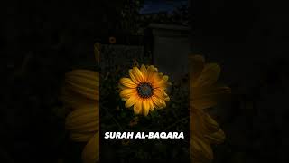 SURAH AL-BAQARA |Ayaat 69+70| Recitation by Mishary Rashid Alafasy | Islam The Heavenly Path