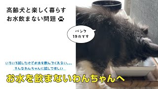 お水を飲まない高齢犬におすすめ【20歳のチワワ パンクの大好物】