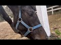 本日のユメちゃん🐴テイオーノユメ　（2025年1月24日）