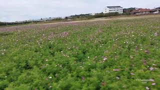 読谷村コスモス畑散策♪