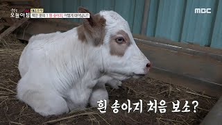 백만 분의 1 흰 송아지, 어떻게 태어났나?, MBC 210222 방송