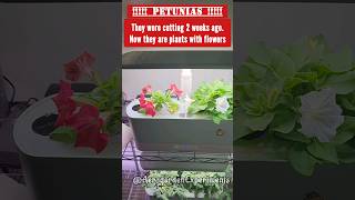 Petunia experiment in Aerogarden | Hydroponics | Cloning | Flowers