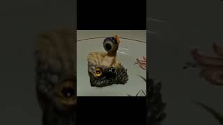 Crazy experiment injecting Human Cells into animal eggs 😲 #knowledge #facts #factazdshorts #shorts