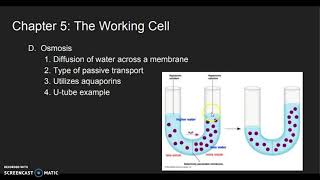 Chapter 5: The Working Cell (Part 1)