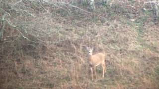 6.5 Creedmoor Ruger American Predator Deer slayer ! Boyd's stock , Athlon Argos 8-34x56 , Hornady 1