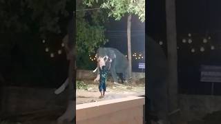 എന്താണിവിടെ നടക്കുന്നത്?? #chalakudy #exploreandexperience #shortvideo #sinigopalan #elephant