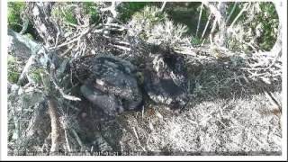 AEF NEFL Eagles Jan 21 2017 Eaglet interraction