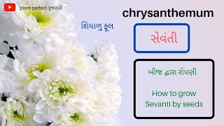 સેવંતી -1 | chrysanthemum | Sevanti seeds grow and care | winter flower | બીજ દ્વારા રોપણી