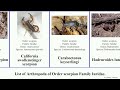 list of arthropoda of order scorpion family iuridae. hirsutus lunatus hairy caraboctonus society