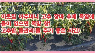 고추농사 장마 후에 폭염에 물이 없으면 폭망 함!/고추밭 물관리(물 주기 좋은 시간)(농사의신)