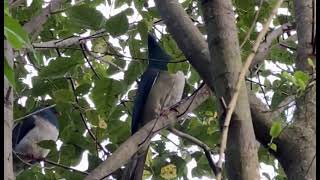 Two Kereru calling each other