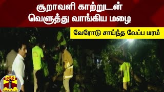 சூறாவளி காற்றுடன் வெளுத்து வாங்கிய மழை - வேரோடு சாய்ந்த வேப்ப மரம்