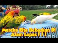 Burung jinak dan Penurut ke Tuannya. Burung Sun Conure!!!