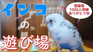 《おしゃべりインコ　ぴのちゃん》【インコの遊び場】作ってみた！