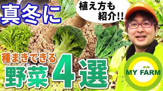 1月2月に植えられる野菜4選！ポットに種まきしよう│初心者向け菜園ムービー