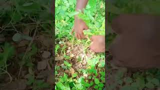 neture#lovers  #nature videos #guruvalli# shorts # trending videos #wait for part 2