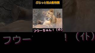 ミニママに甘える姉妹イト。旭山動物園のライオンオリト＆イオファミリー #shorts#zoo#lion#lionbabies