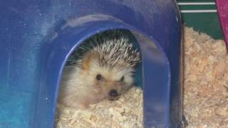 PET101 - HEDGEHOG CARE