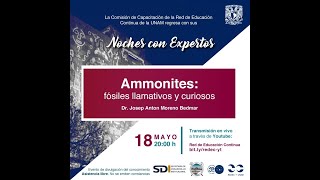 Ammonites: fósiles llamativos y curiosos • Dr. Josep Anton Moreno Bedmar