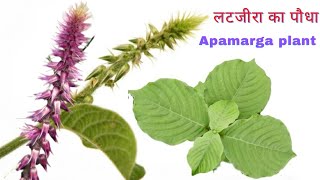 अपामार्ग की पहचान | लटजीरा के फायदे | चिरचिटा का पौधा | apamarga plant kaisa hota hai |